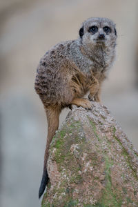 Close-up of an animal sitting on rock