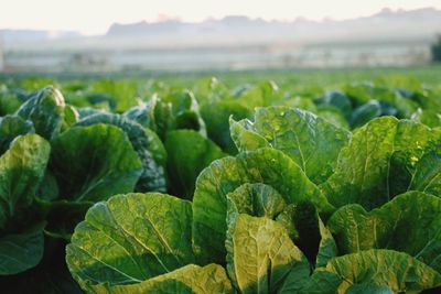 Close-up of green plants growing on field