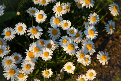 High angle view of white flowering plants