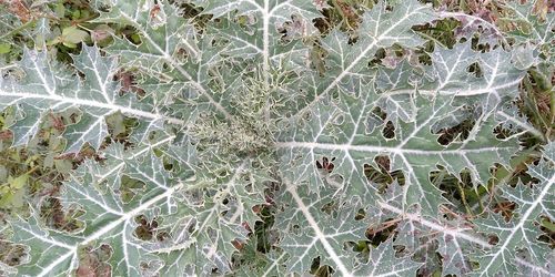 Full frame shot of succulent plants during winter