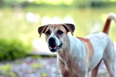 Portrait of dog standing outdoors