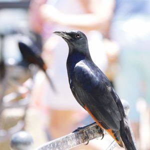 Close-up of bird perching on branch