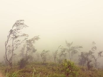 Trees on landscape against sky