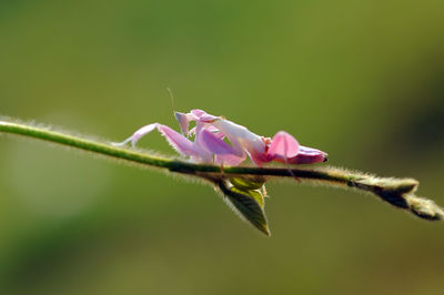 Close-up of insect on pink flower