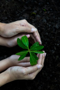 Cropped hands of people around wet plant