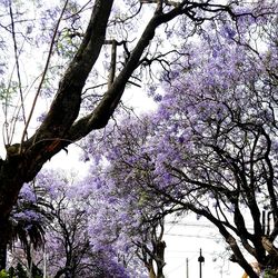 Low angle view of blooming tree