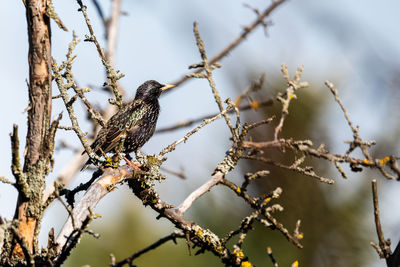 Low angle view of bird perching on tree