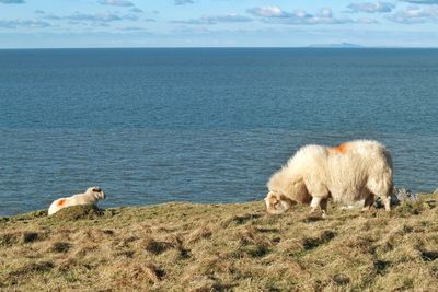 Sheep by sea against sky