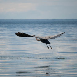 Bird flying over sea against sky