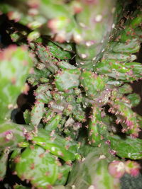 Close-up of green leaves