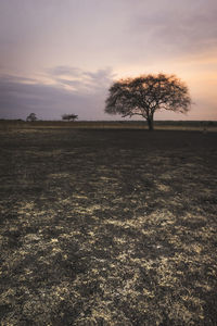 Trees on field against sky during sunset