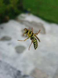 Close-up of insect