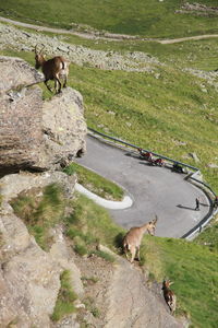 High angle view of dog on mountain