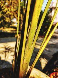 Close-up of bamboo plant on field