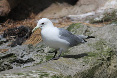 Close-up of bird perching on rock