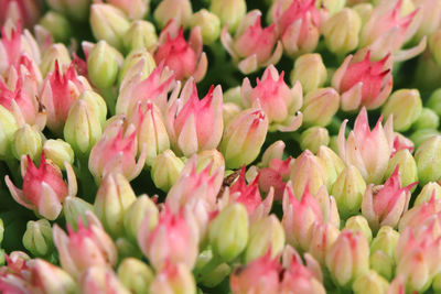 Close-up of pink tulips