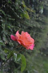 Close-up of hibiscus blooming outdoors