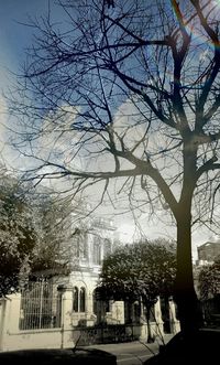 Bare trees with buildings in background