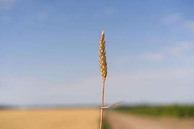 Golden ripe ears of wheat. wheat field. ears of golden wheat close up.