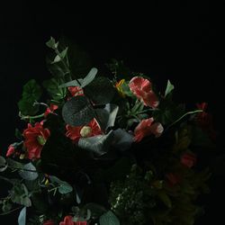 Close-up of red flowers against black background