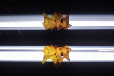 Close-up of insect on black background