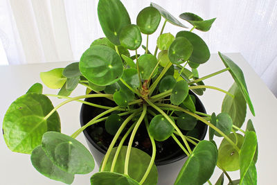 Close-up of potted plant