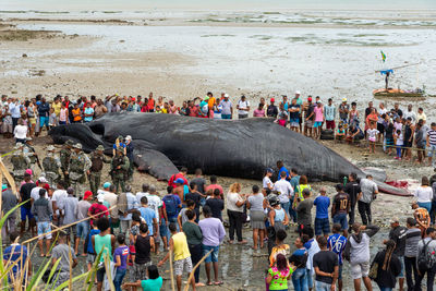 Dozens of onlookers are seen watching a dead humpback whale calf on coutos beach