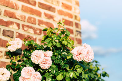 Close-up of flowers growing against brick wall