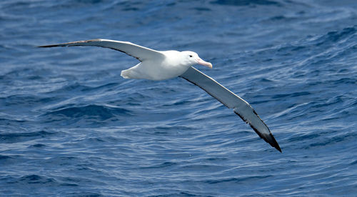 Close up of albatross bird flying low over open sea in the southern ocean
