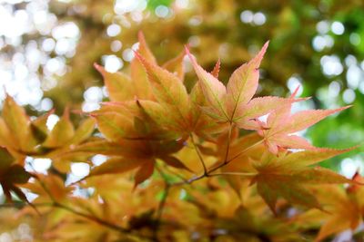 Close-up of autumnal leaves