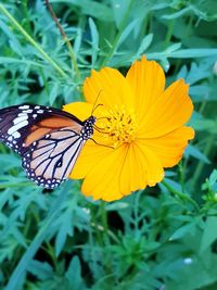 Close-up of butterfly pollinating on yellow flower