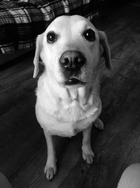 High angle portrait of dog on hardwood floor