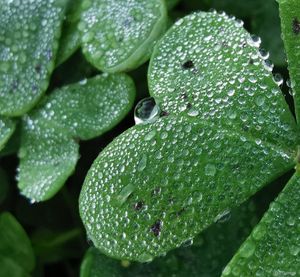 Close-up of wet plant leaves during rainy season