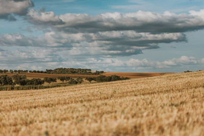 Scenic view of agricultural field against sky