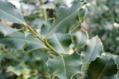 Close-up of green leaves