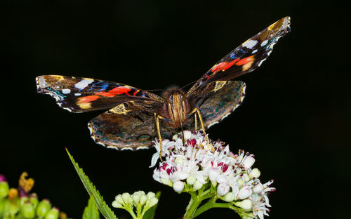 Close-up of butterfly perching on flower