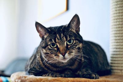 Close-up portrait of a cat