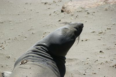 Close-up of horse on sand at beach