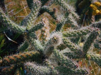 High angle view of succulent plant