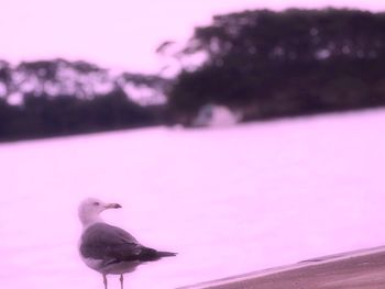 Seagull perching on railing