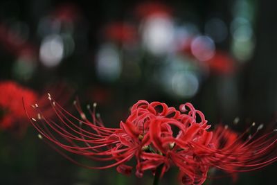 Close-up of red flowers