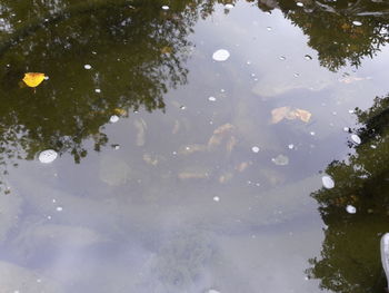 Reflection of trees in lake