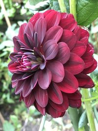 Close-up of red dahlia