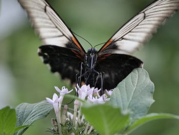 Close-up of butterfly pollinating on plant