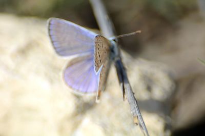 Close-up of insect on leaf