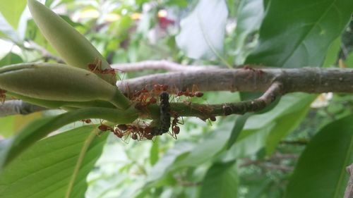 Close-up of insect on plant