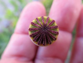 Cropped hand holding flower