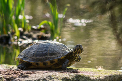 Close-up of a turtle in the lake