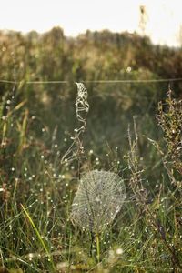 Close-up of spider web on plant