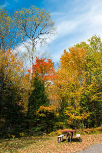 Trees and plants in park during autumn